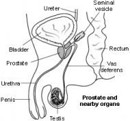 Cross-section diagram of the prostate and nearby organs