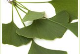 Ginko Biloba plant: herbal supplements can be very effective to treat loss of libido